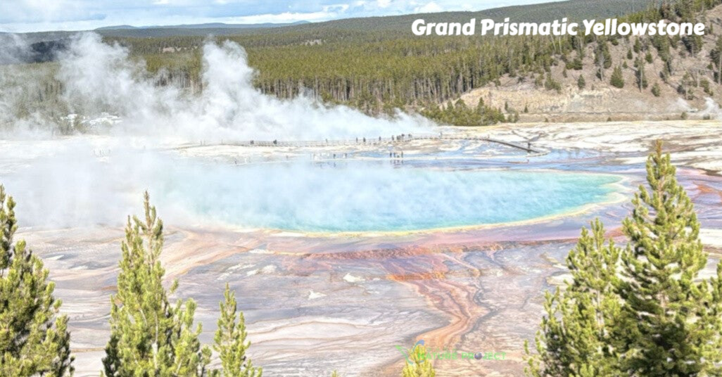 wildlife Yellowstone Grand Prismatic