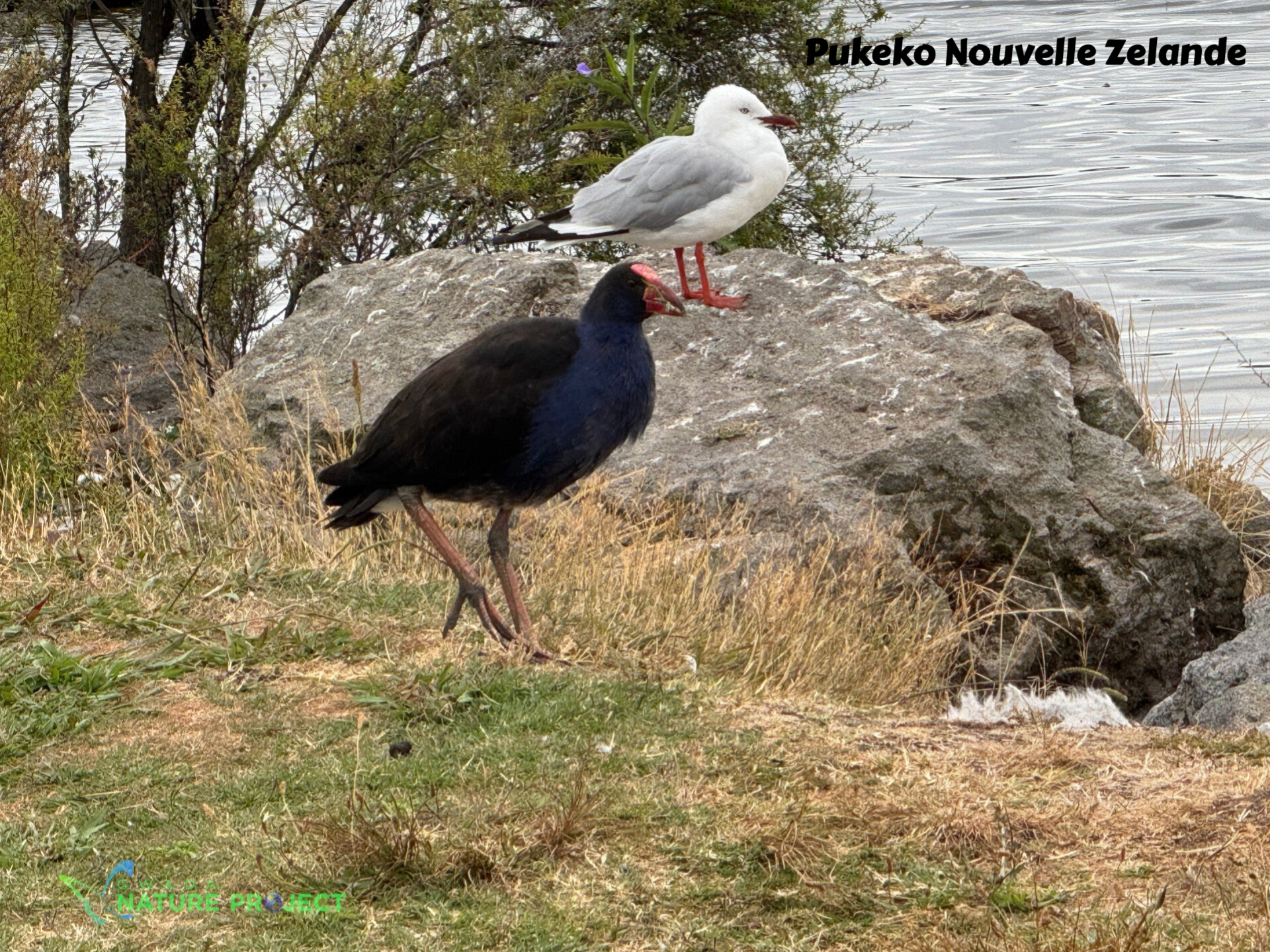 pukeko, poule d'eau,Nouvelle Zelande, voyage, evasion