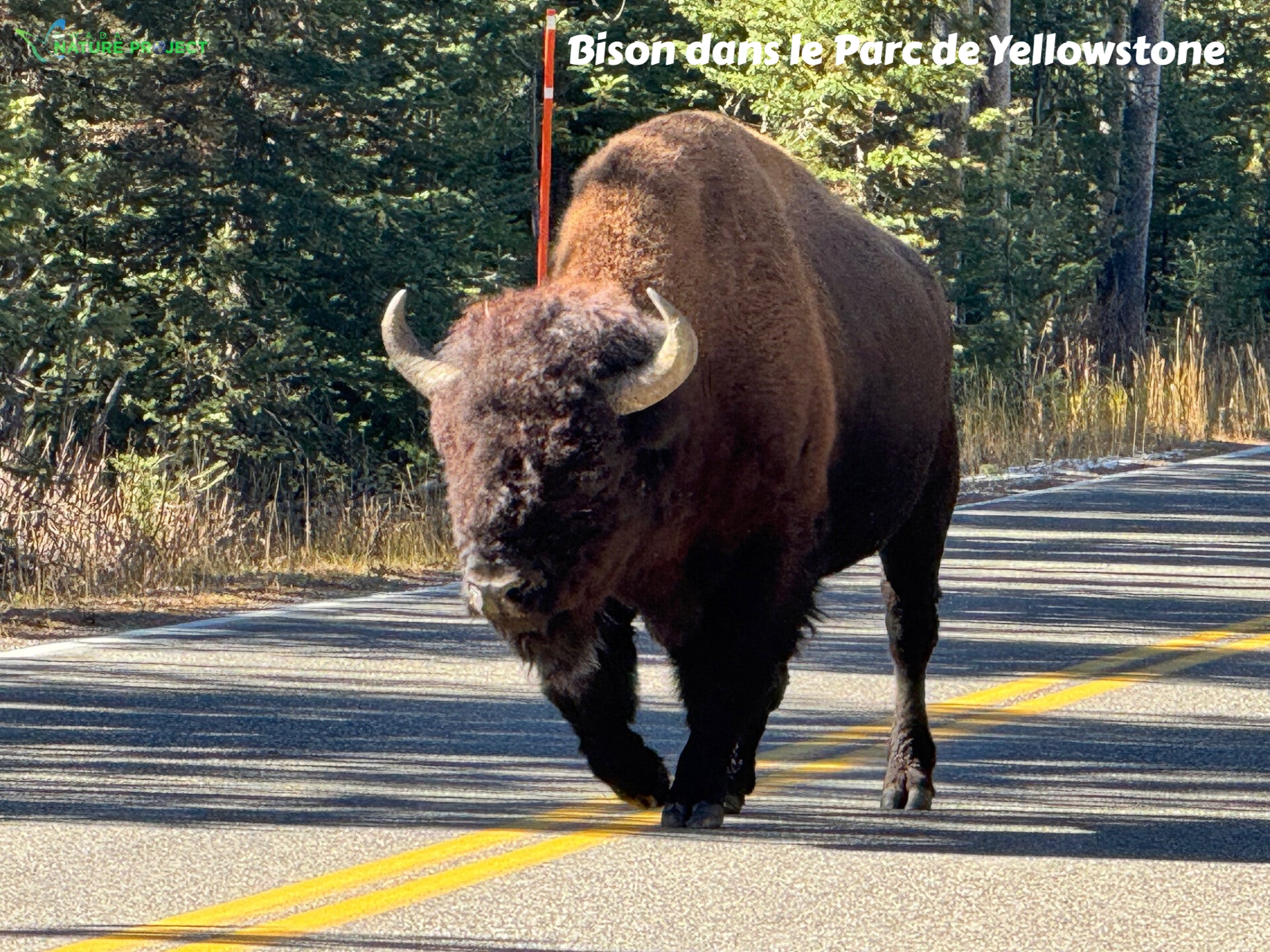 yellowstone wildlife Bison