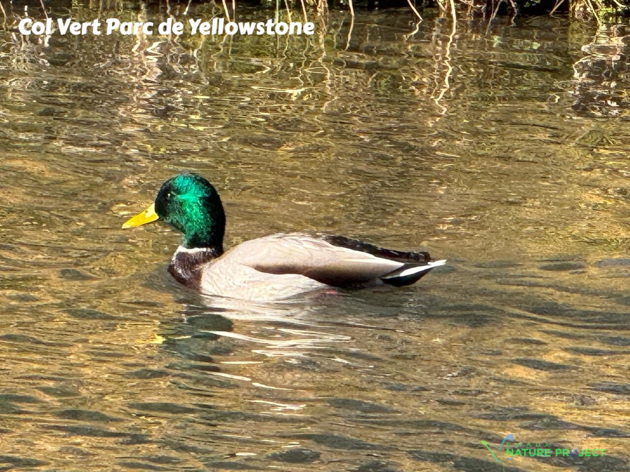 wildlife Yellowstone Col vert canard