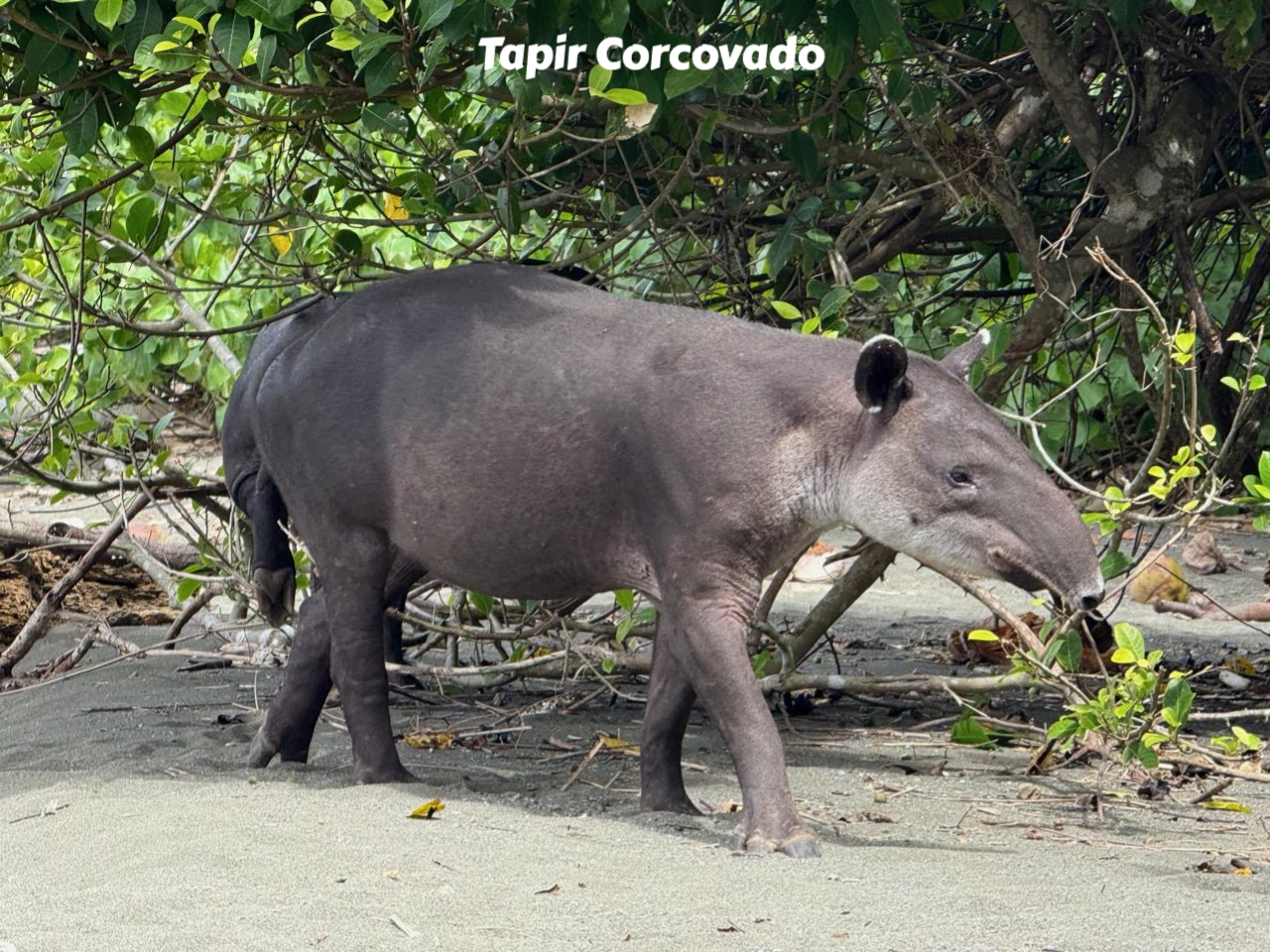 tapir wildlife CostaRica Pura Vida Corcovado