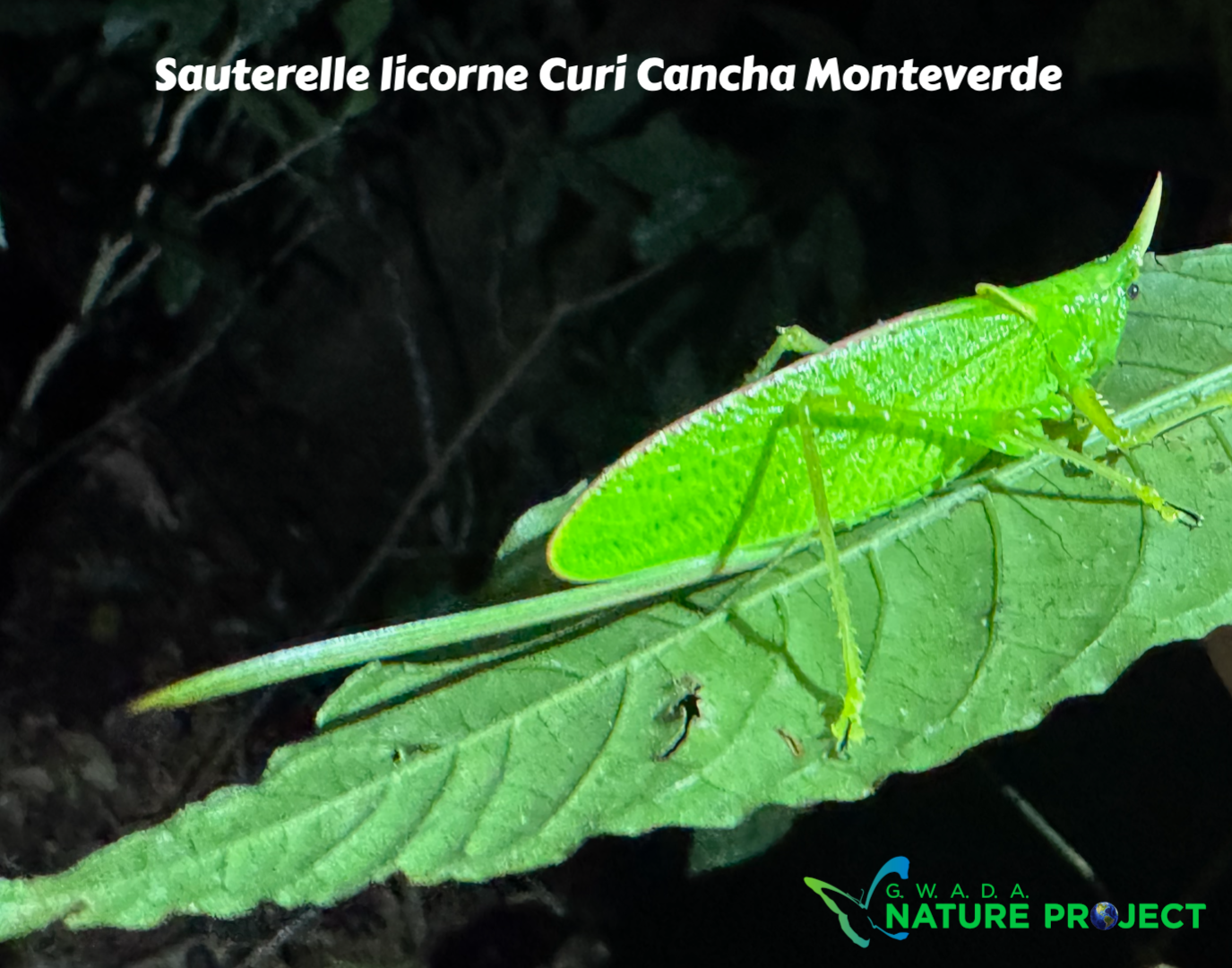 sauterelle wildlife CostaRica Pura Vida Curi Cancha