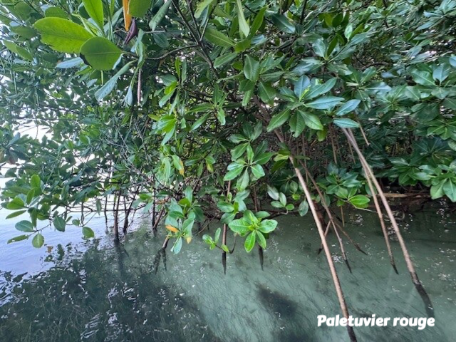 paletuvier rouge, mangrove, faune et flore Petit Cul de Sac Marin, Faune et Flore Guadeloupe