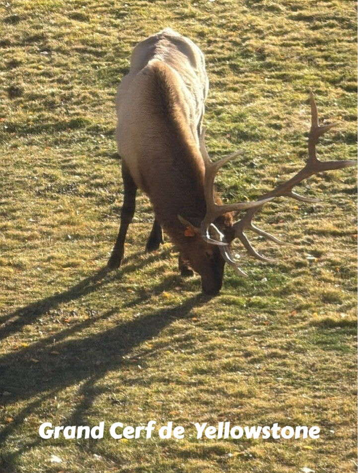 wildlife Yellowstone  Grand Cerf