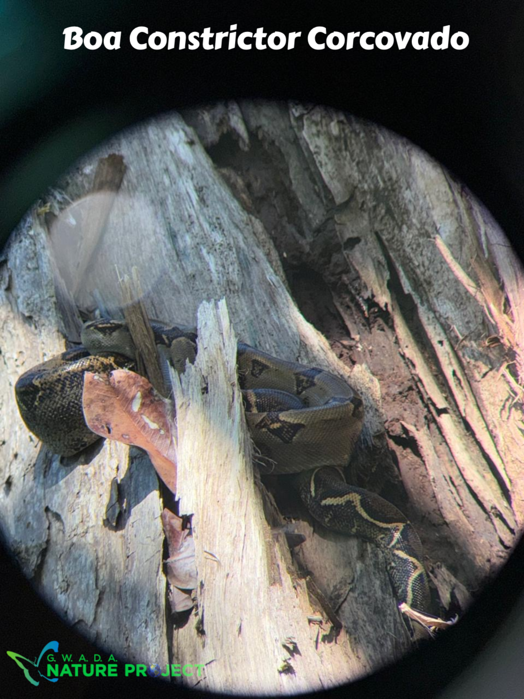 serpents wildlife CostaRica Pura Vida Corcovado