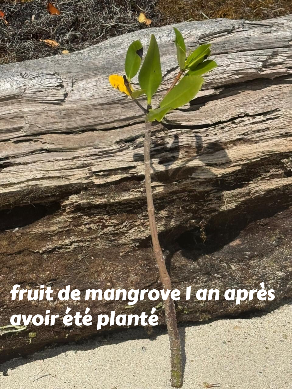 plantation de Mangrove, protection de Mangrove
