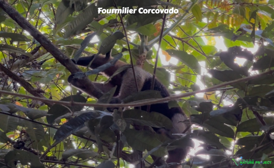 fourmilier wildlife CostaRica Pura Vida Corcovado