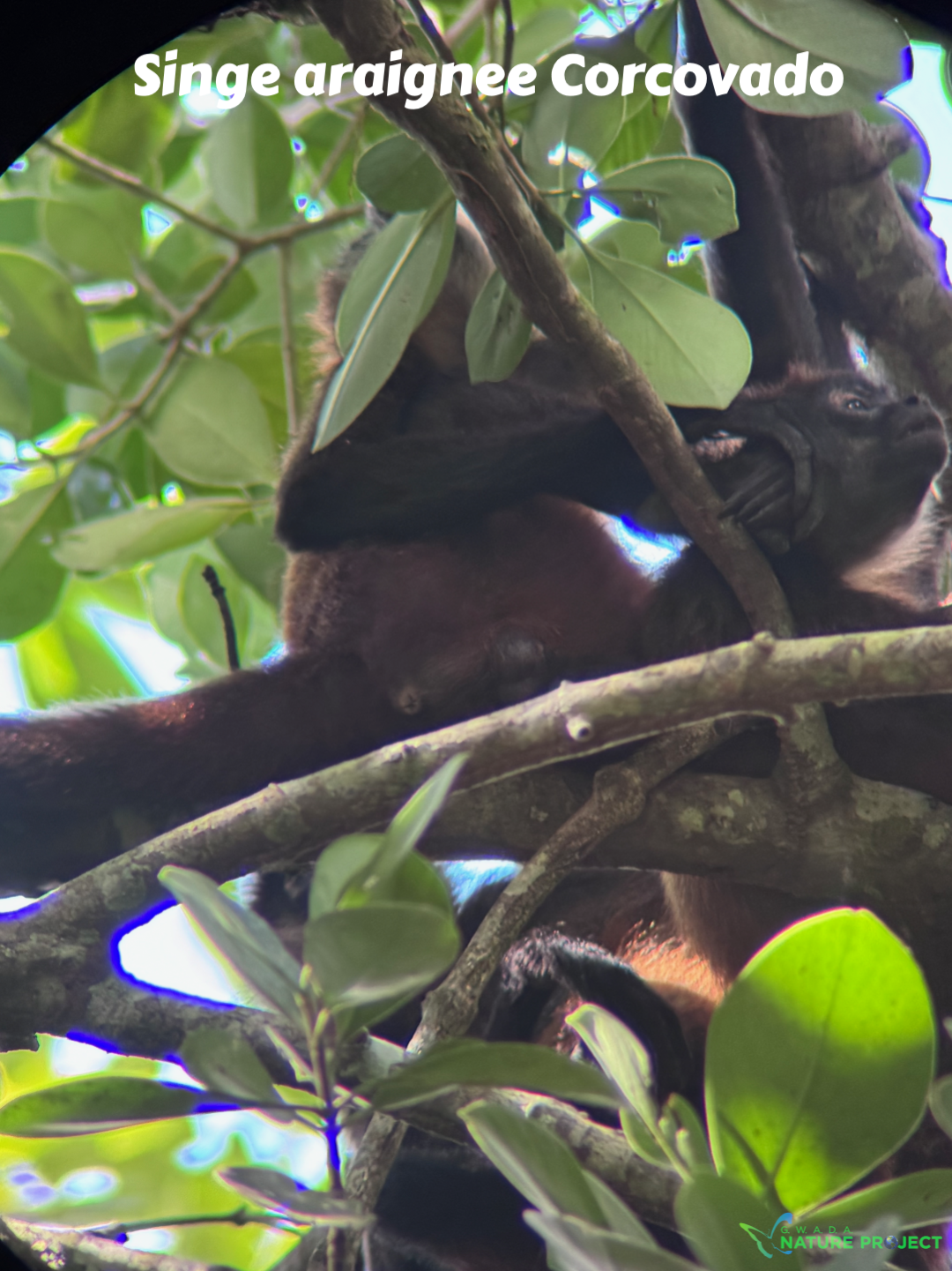 singes  wildlife CostaRica Pura Vida Corcovado