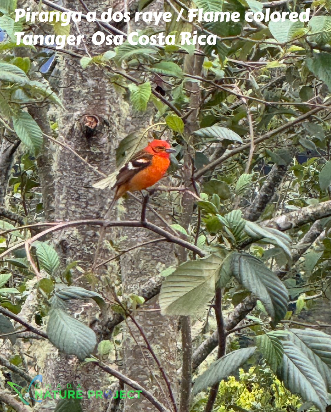 Tanager wildlife CostaRica Pura Vida Osa Oiseaux