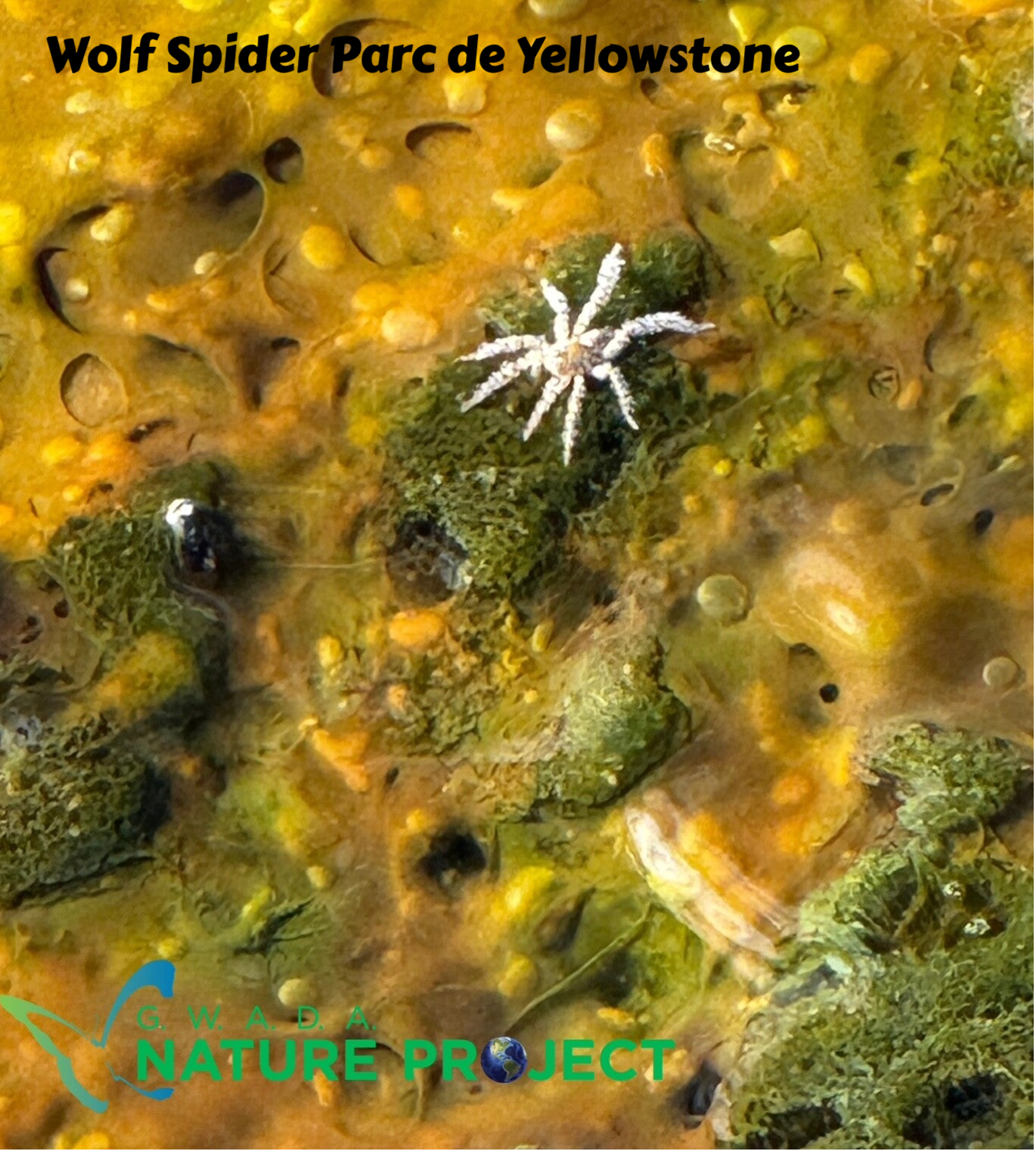 wildlife Yellowstone Wolf Spider Geysers