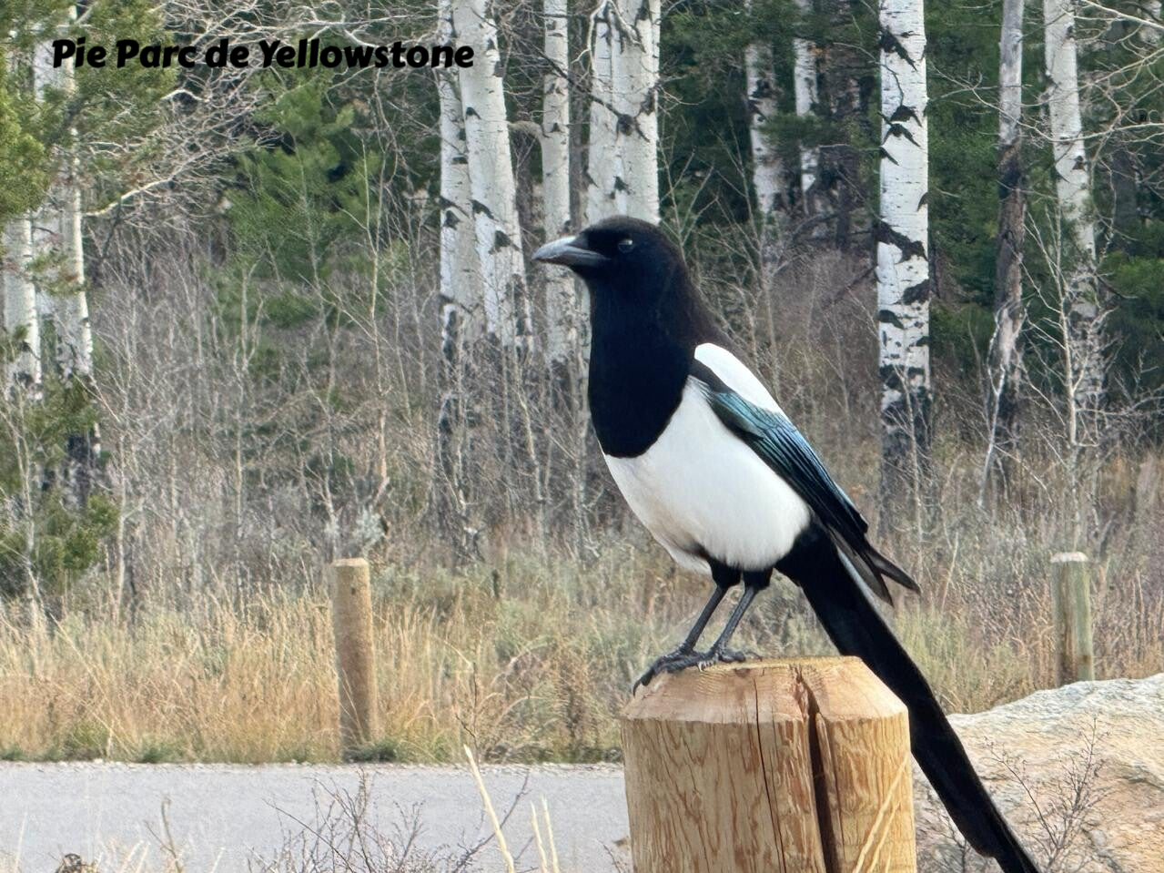 wildlife Yellowstone Pie