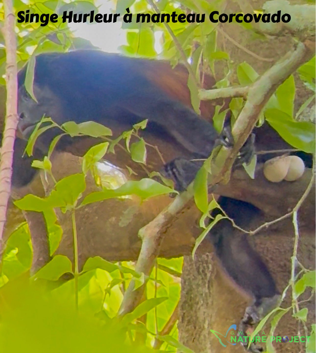singes  wildlife CostaRica Pura Vida Corcovado