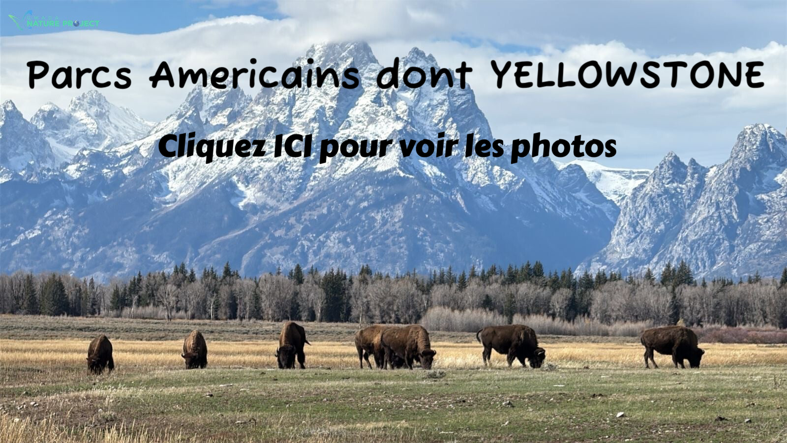 wildlife Yellowstone Bisons