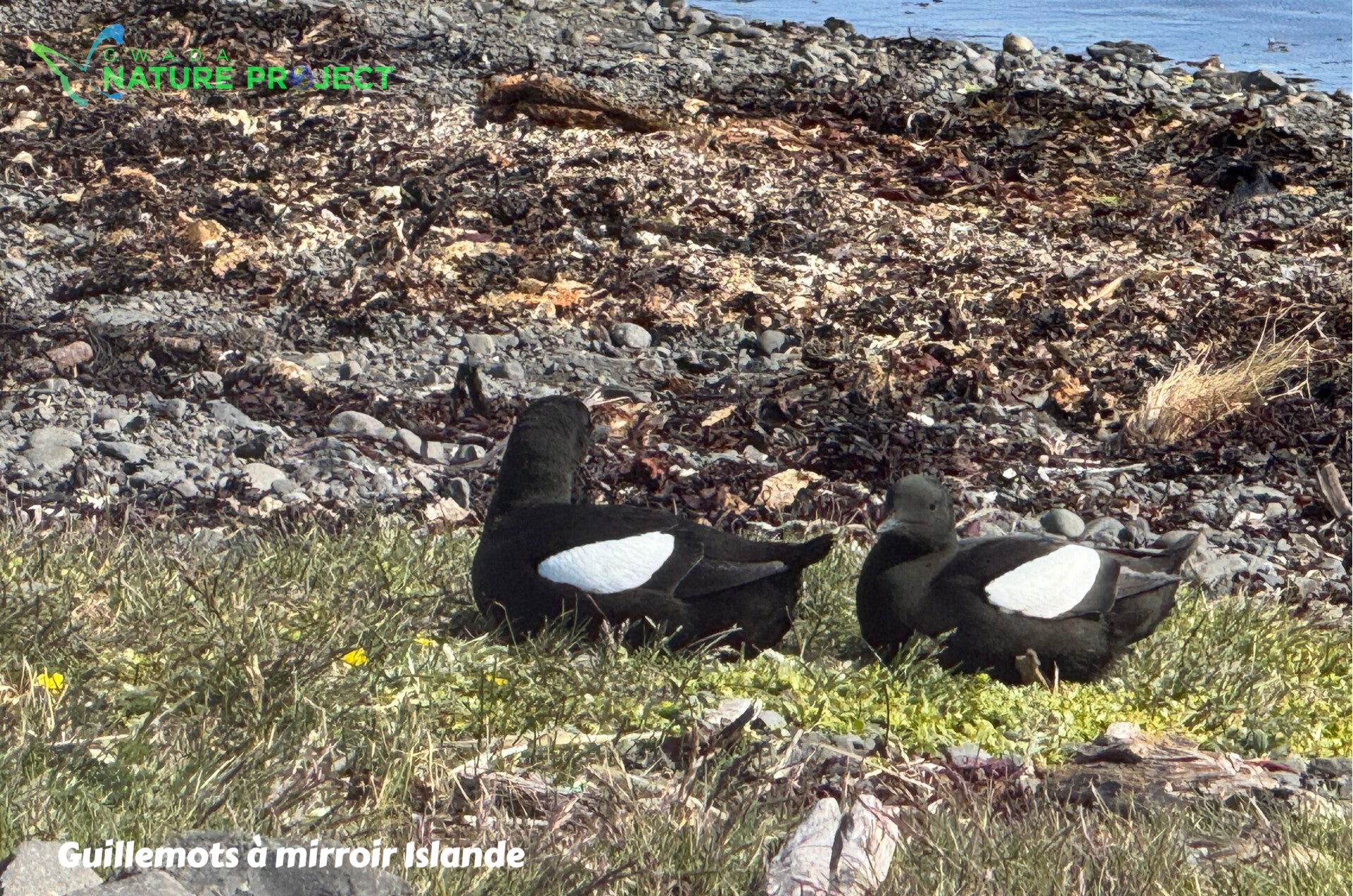 guillemots, guillemots a miroir, Islande,voyage, evasion