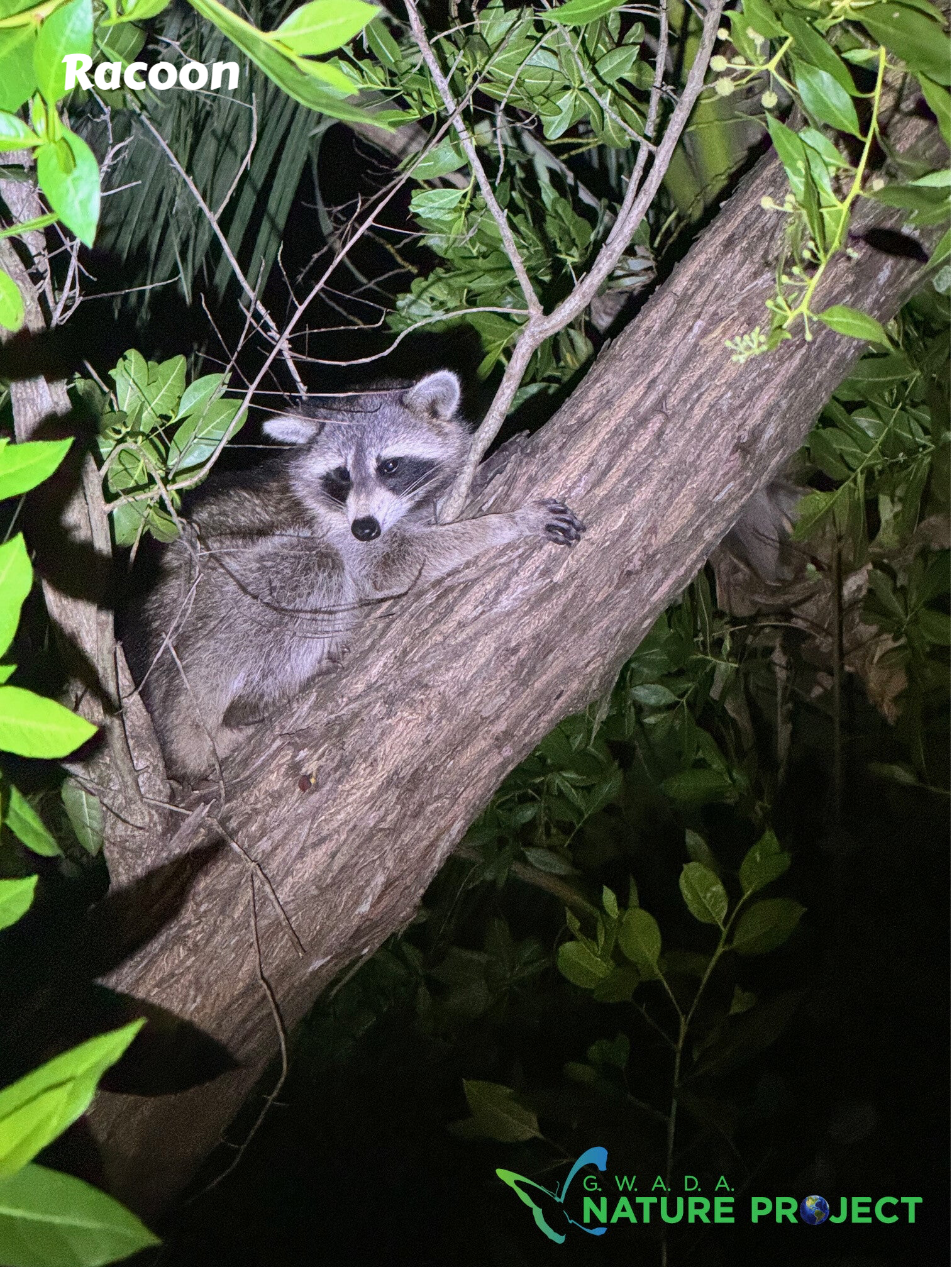 racoon dans un paletuvier du Petit Cul de Sac Marin en Guadeloupe