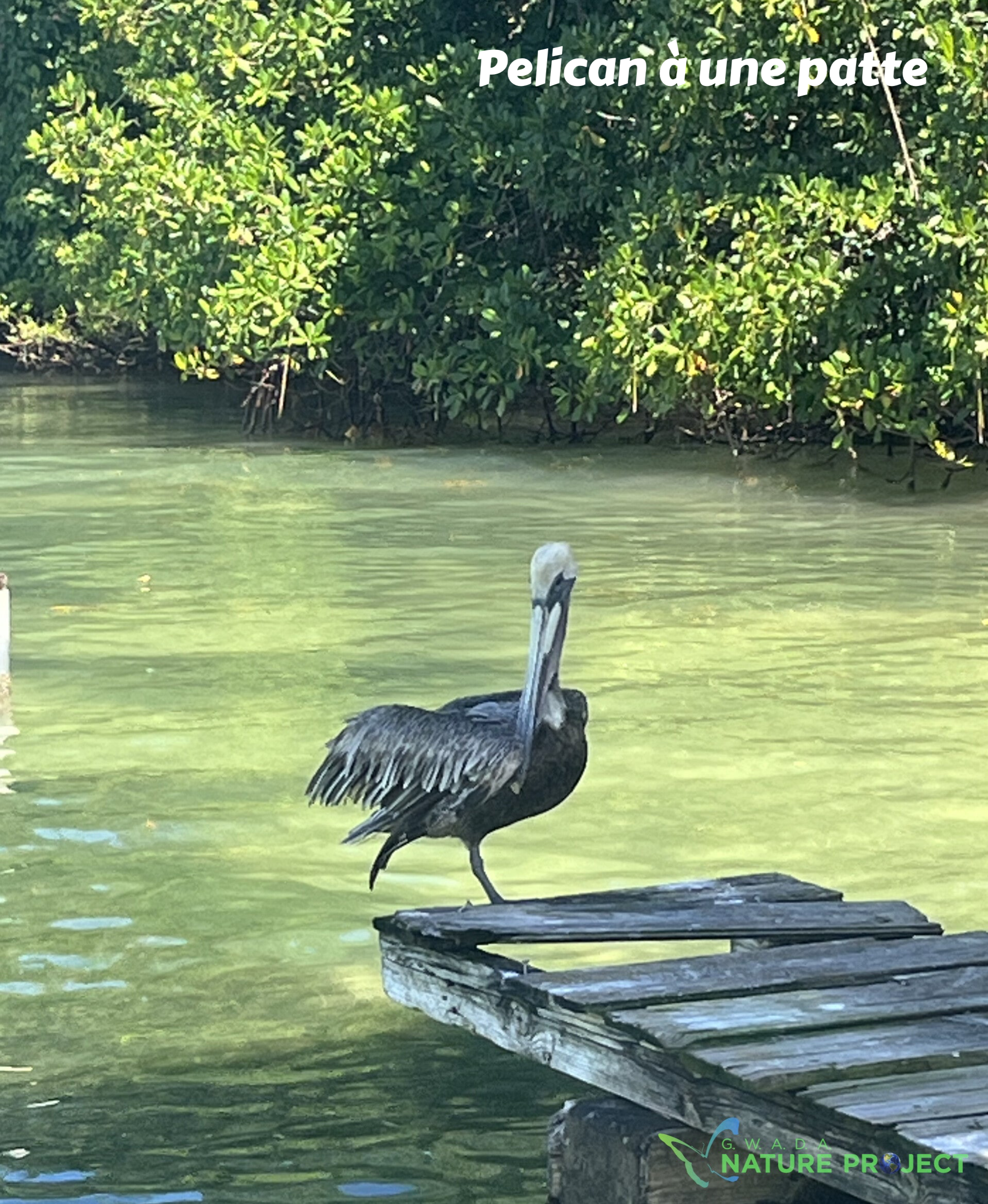 Pelican faune et flore Petit Cul de Sac Marin, Faune et Flore Guadeloupe