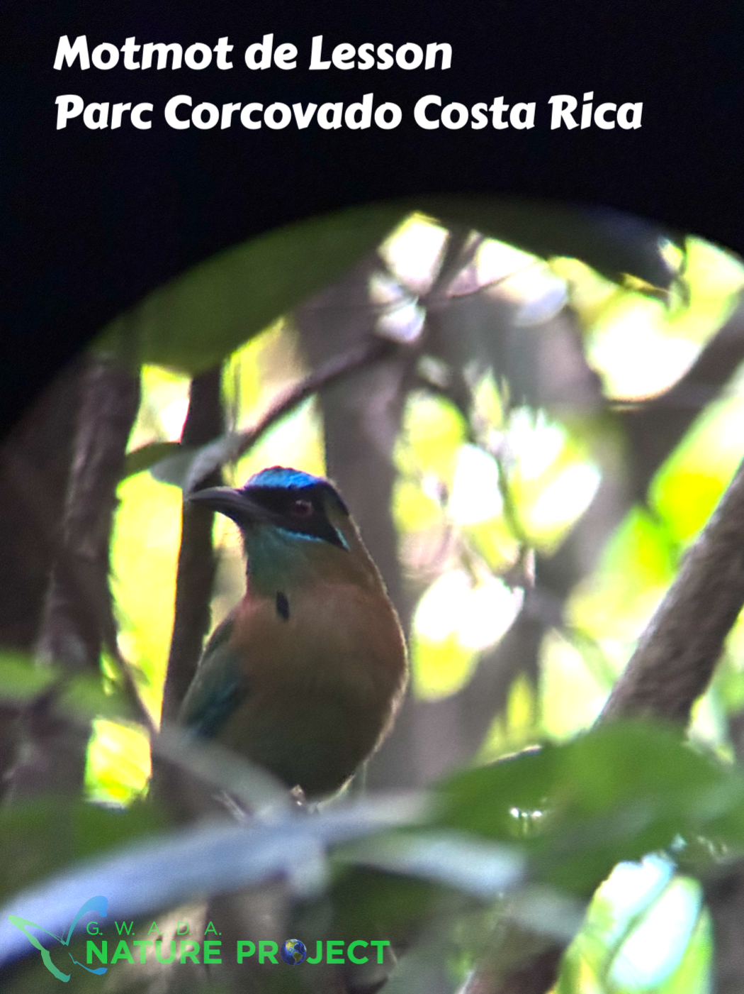 Motmot wildlife CostaRica Pura Vida Corcovado Oiseaux