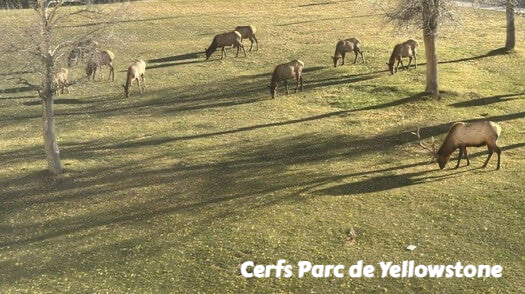 wildlife Yellowstone Grands cerfs