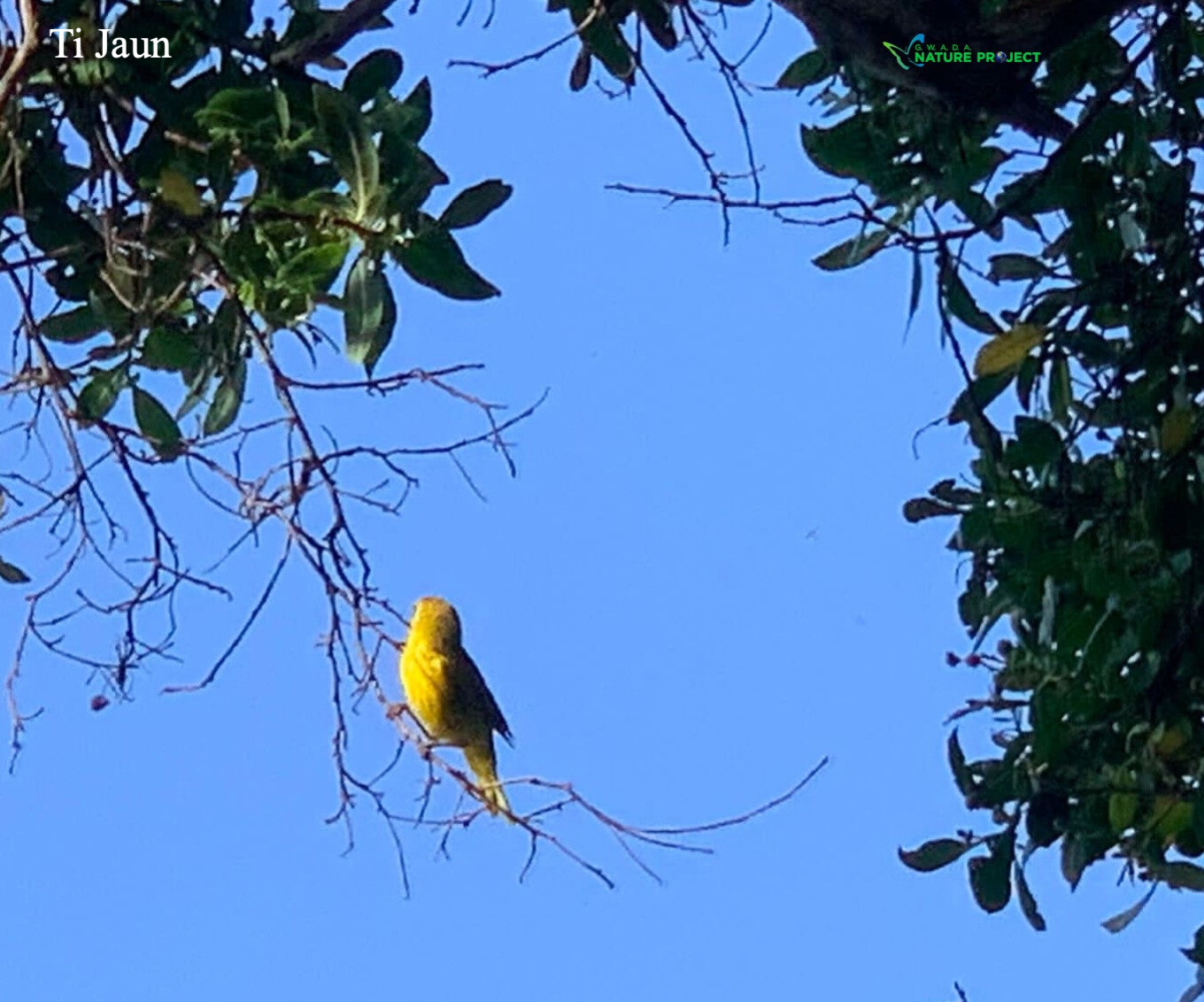 ti jaun, paruline, faune et flore Petit Cul de Sac Marin, Faune et Flore Guadeloupe