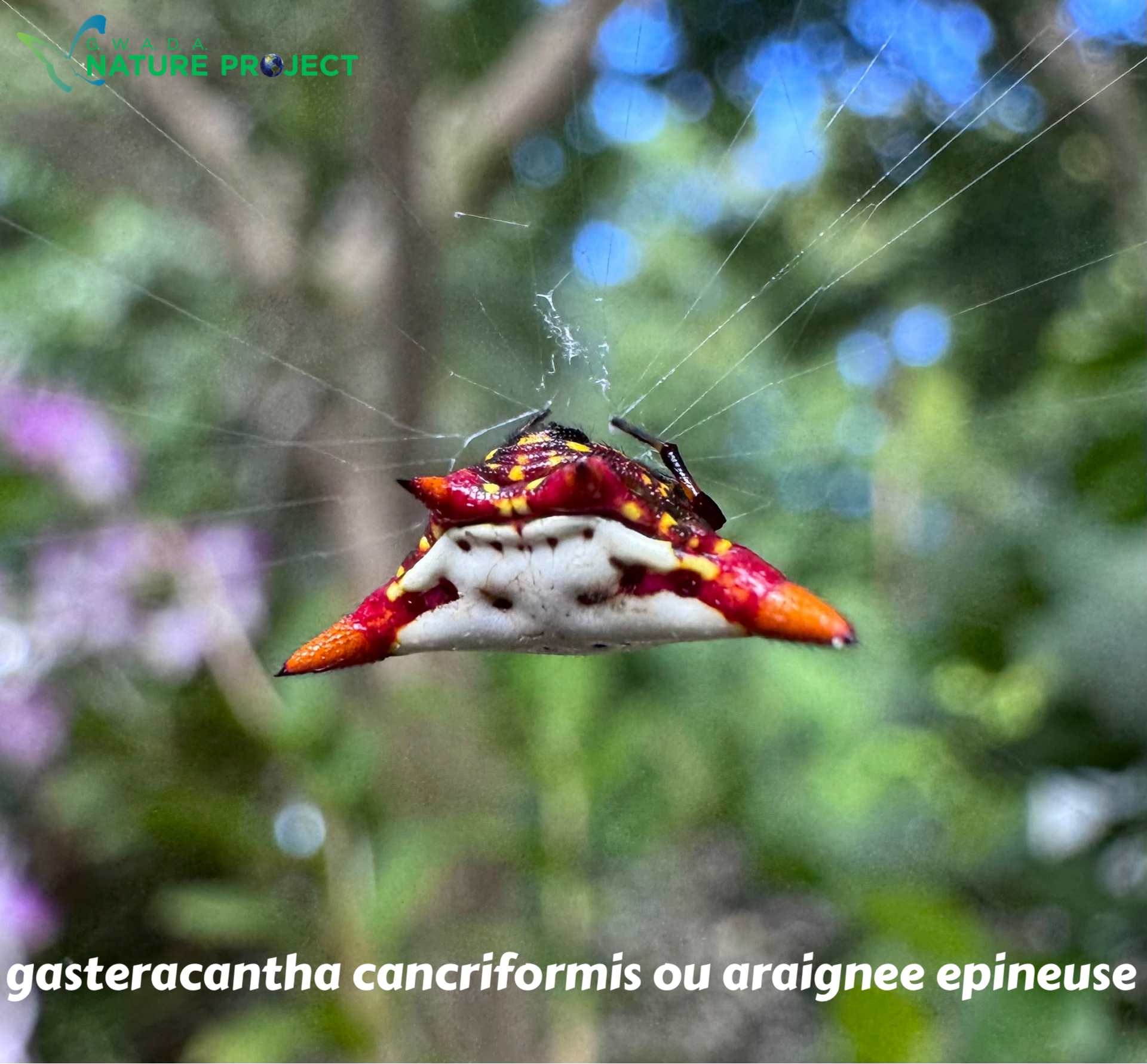 Araignée faune et flore petit cul de sac Marin Guadeloupe. Nature environnement biodiversité 