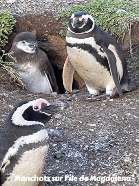 Manchots, terre de feu, Chili, evasion, voyage