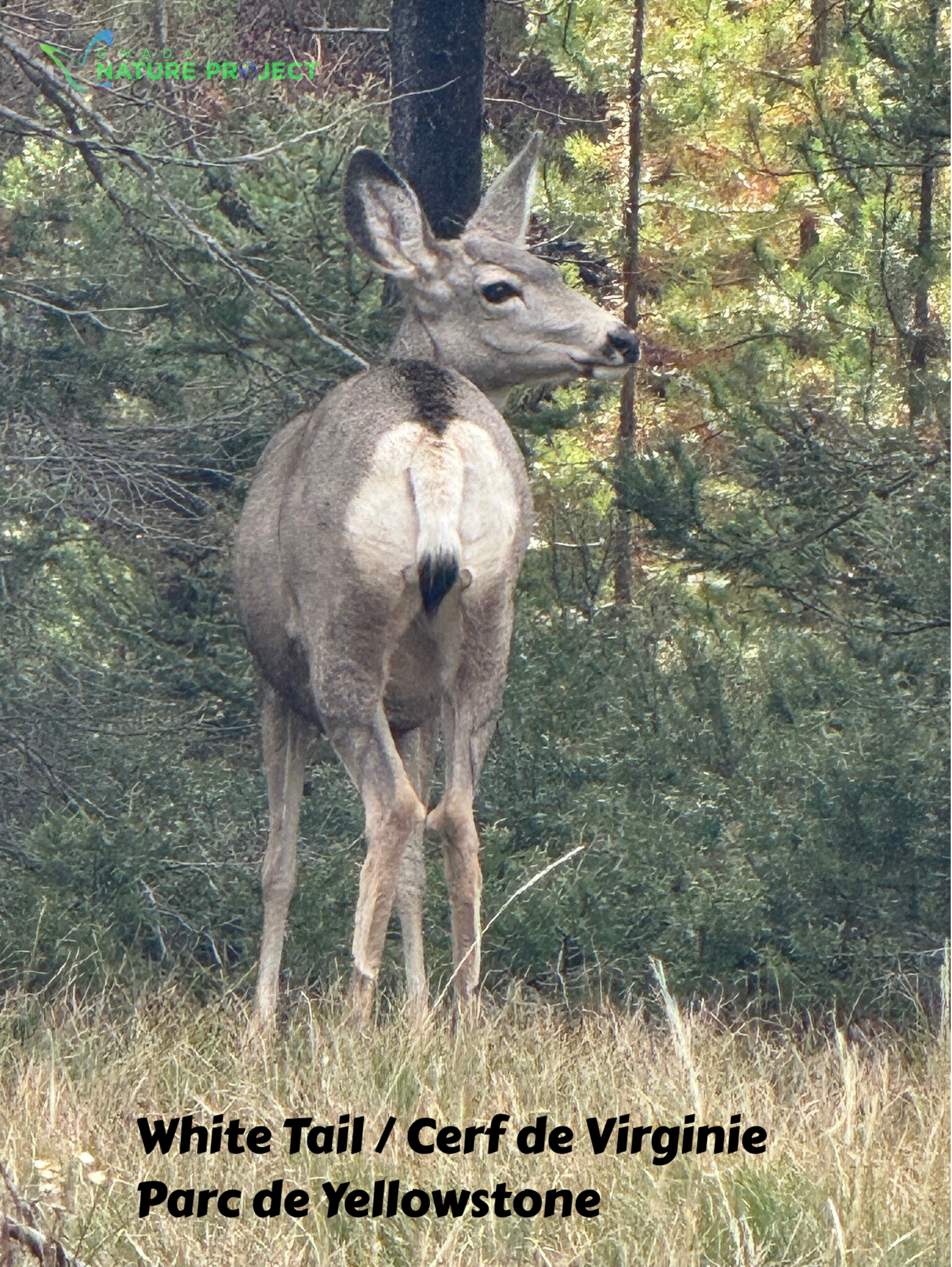 wildlife Yellowstone White Tail. Cerf de Virginie