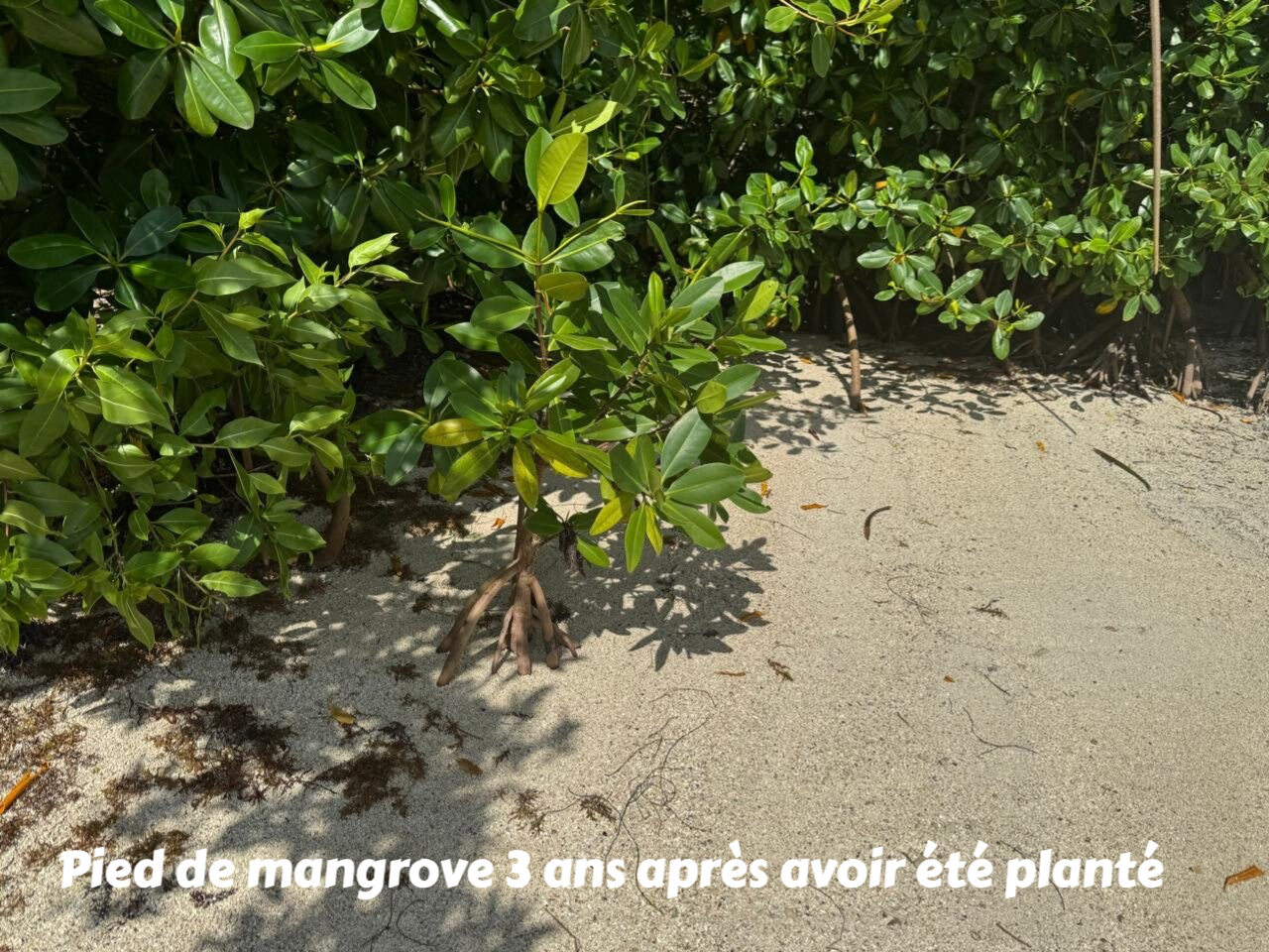plantation de Mangrove, protection de Mangrove