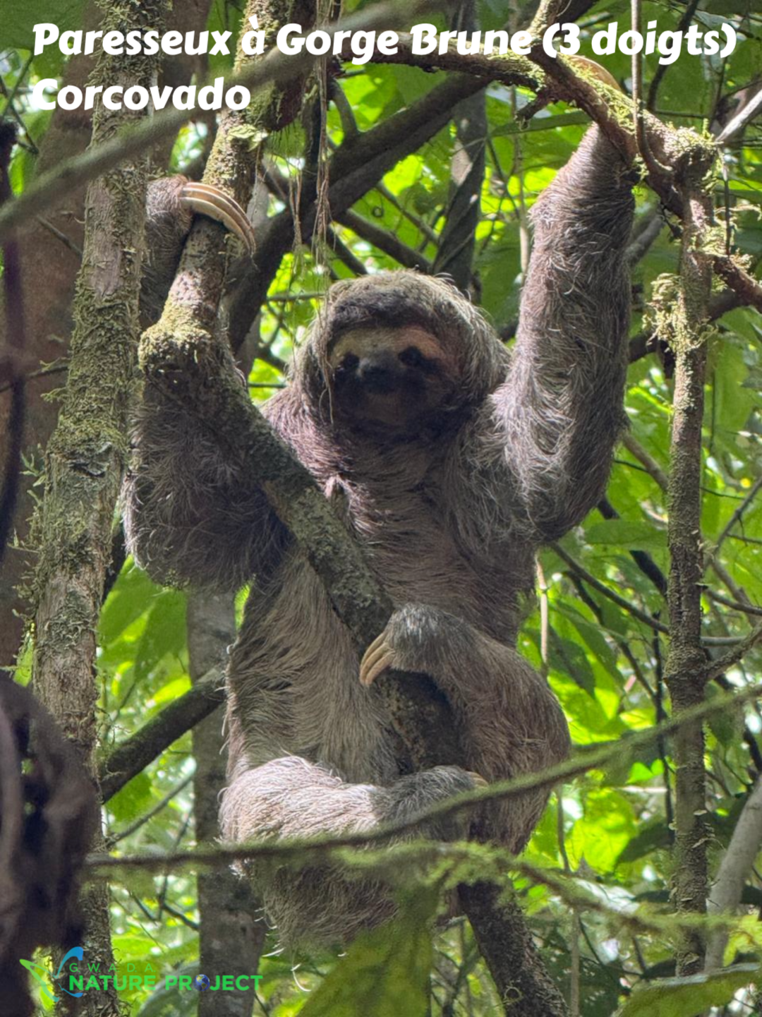 paresseux wildlife CostaRica Pura Vida Corcovado