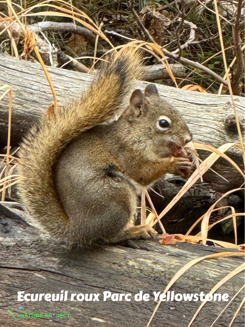 wildlife Yellowstone Ecureuil roux