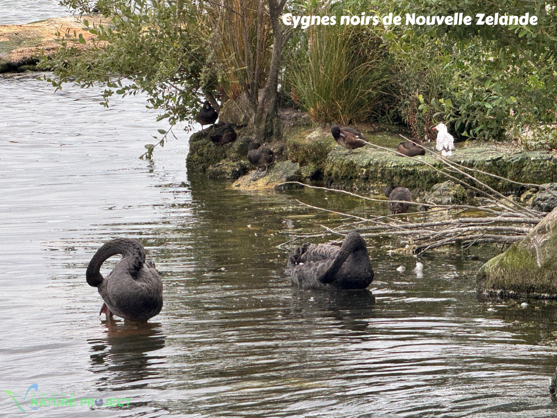 cygnes noirs,Nouvelle Zelande,voyage, evasion