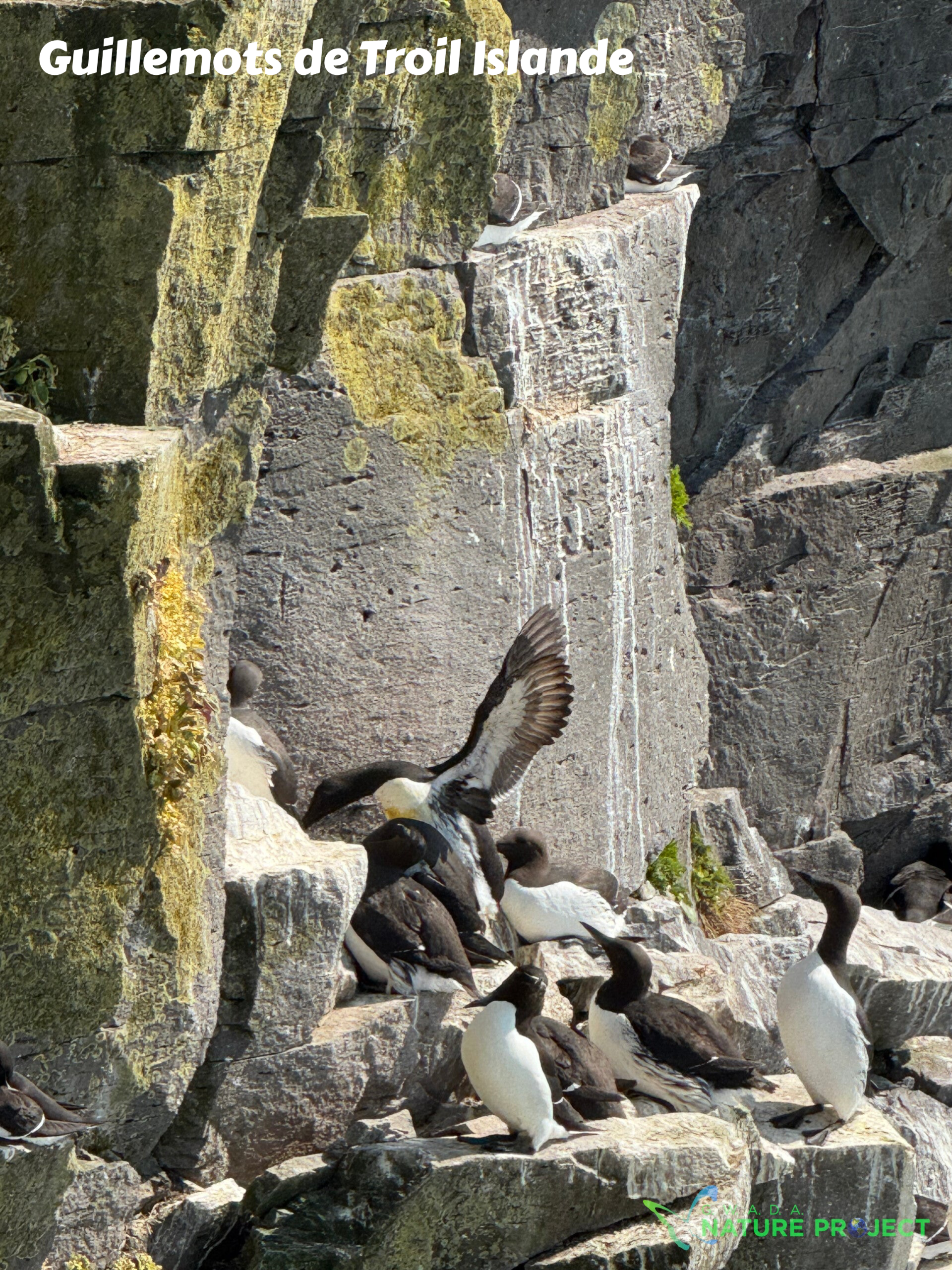 guillemots, guillemots de troil,Islande, Evasion, voyage