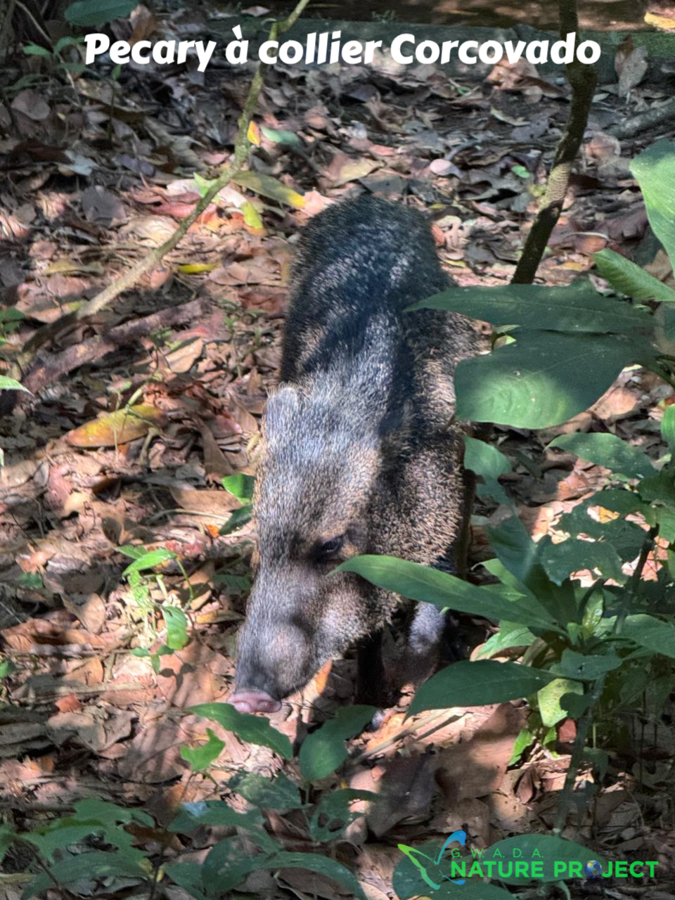 mammiferes wildlife CostaRica Pura Vida Corcovado
