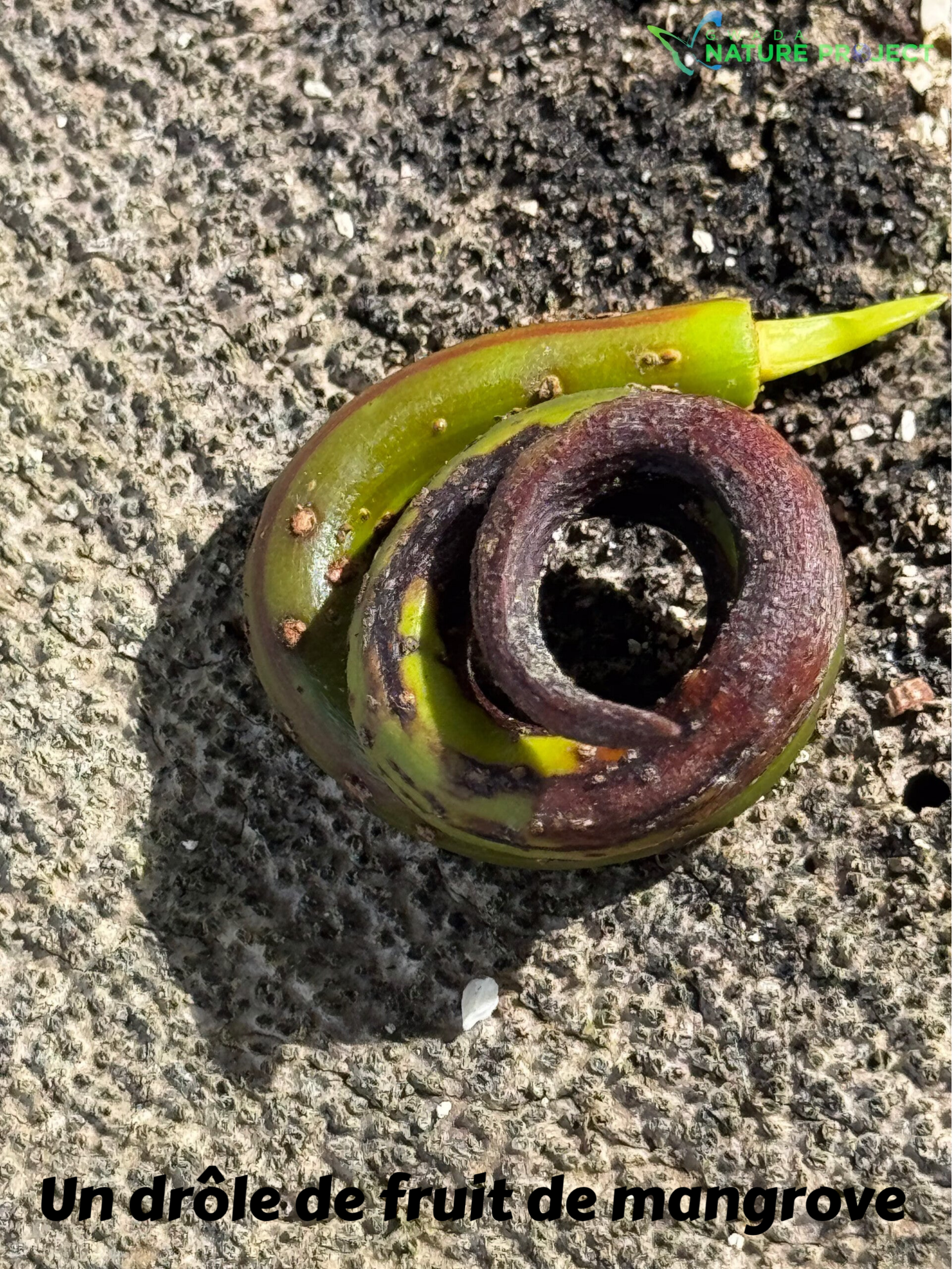 fruits de la mangrove, paletuvier rouge, faune et flore Petit Cul de Sac Marin, Faune et Flore Guadeloupe