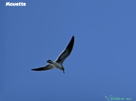 mouette, faune et flore Petit Cul de Sac Marin, Faune et Flore Guadeloupe