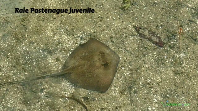 raie, raie pastenague, faune et flore Petit Cul de Sac Marin, Faune et Flore Guadeloupe