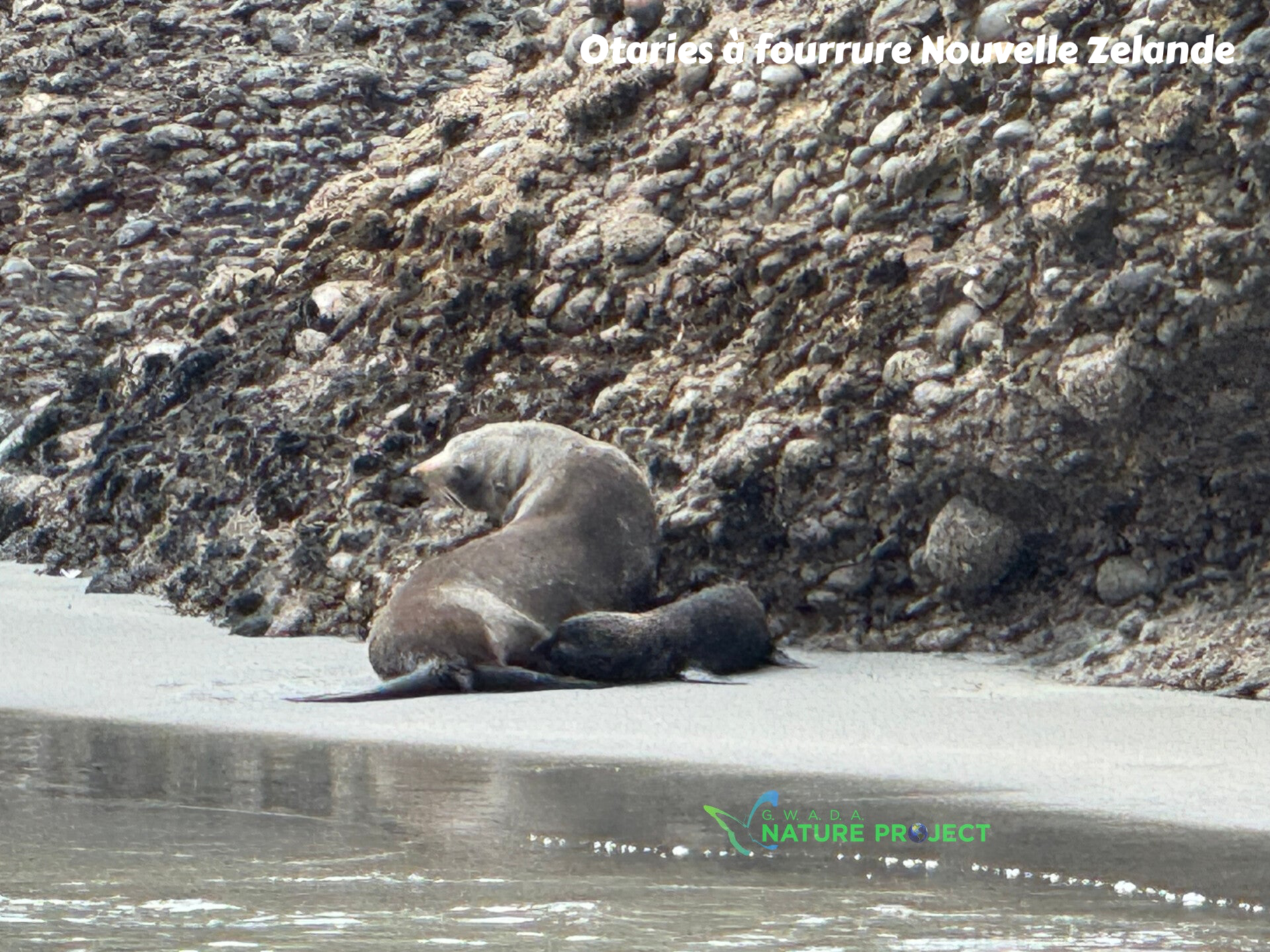 otaries,Nouvelle Zelande,voyage, evasion