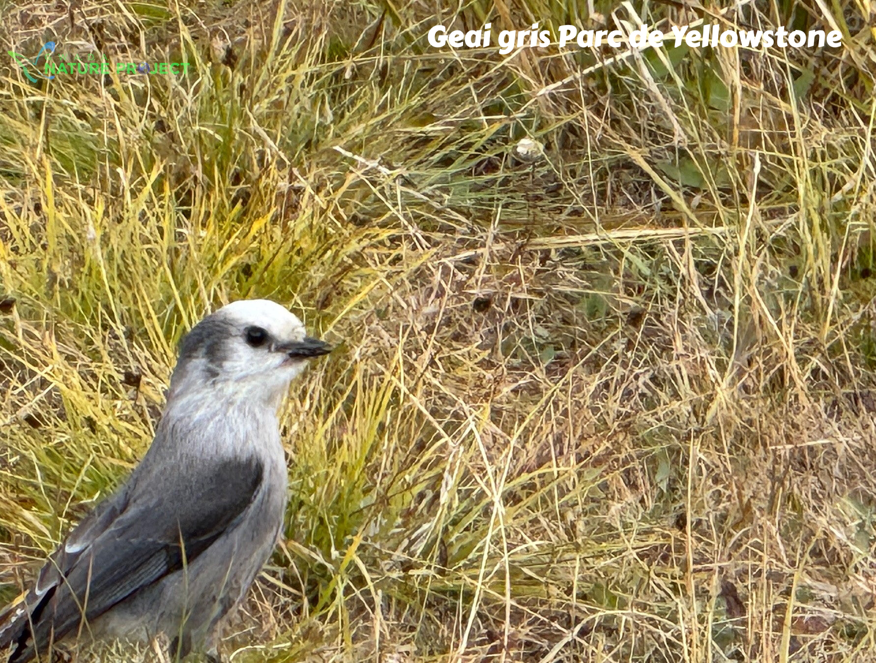 wildlife Yellowstone geai gris gray jay