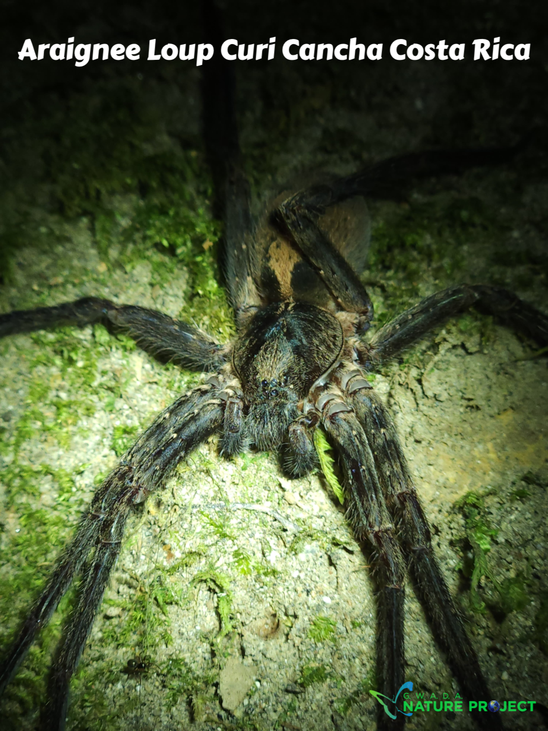 Araignee wildlife CostaRica Pura Vida Curi Cancha