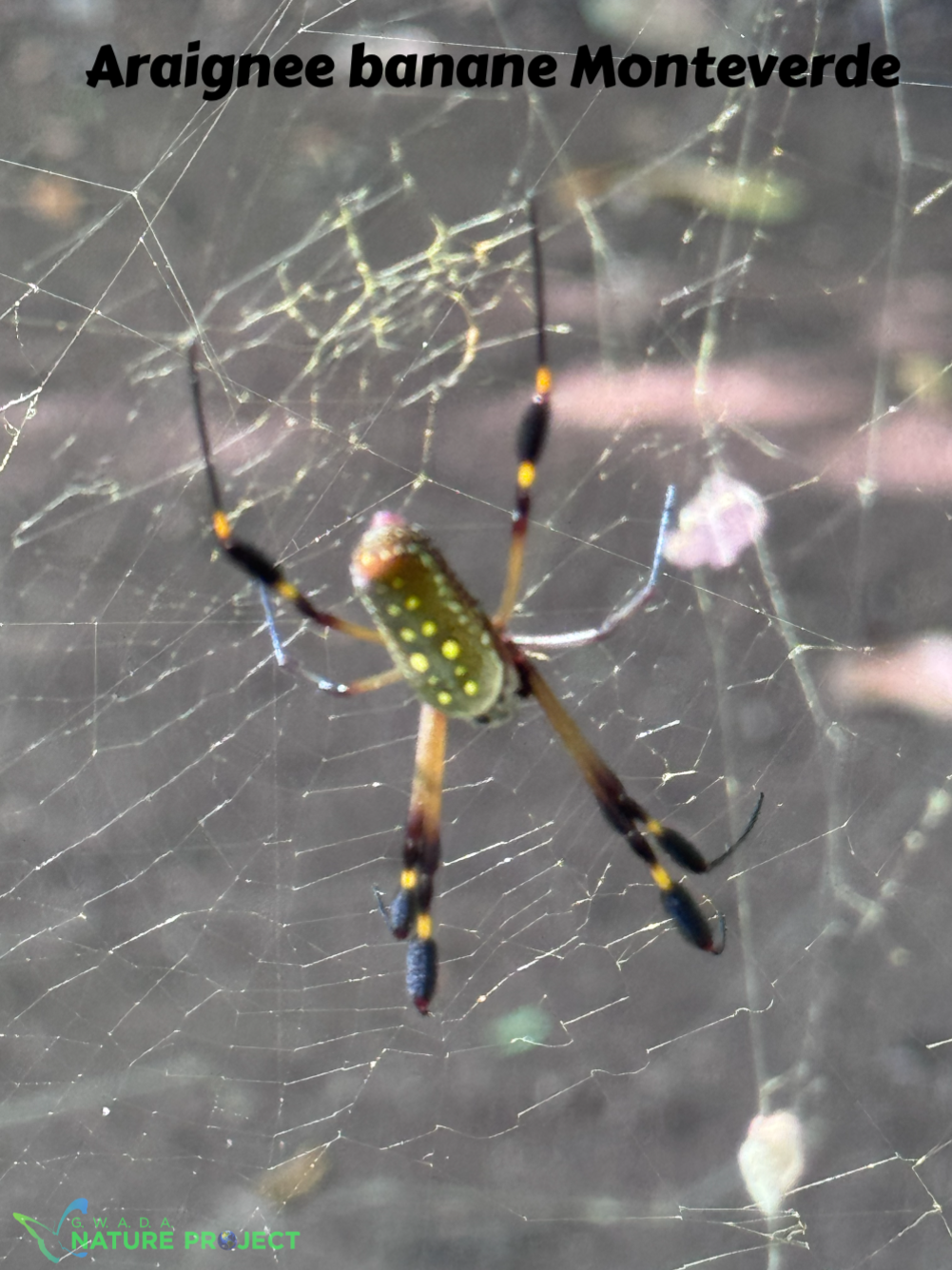 araignee wildlife CostaRica Pura Vida Corcovado