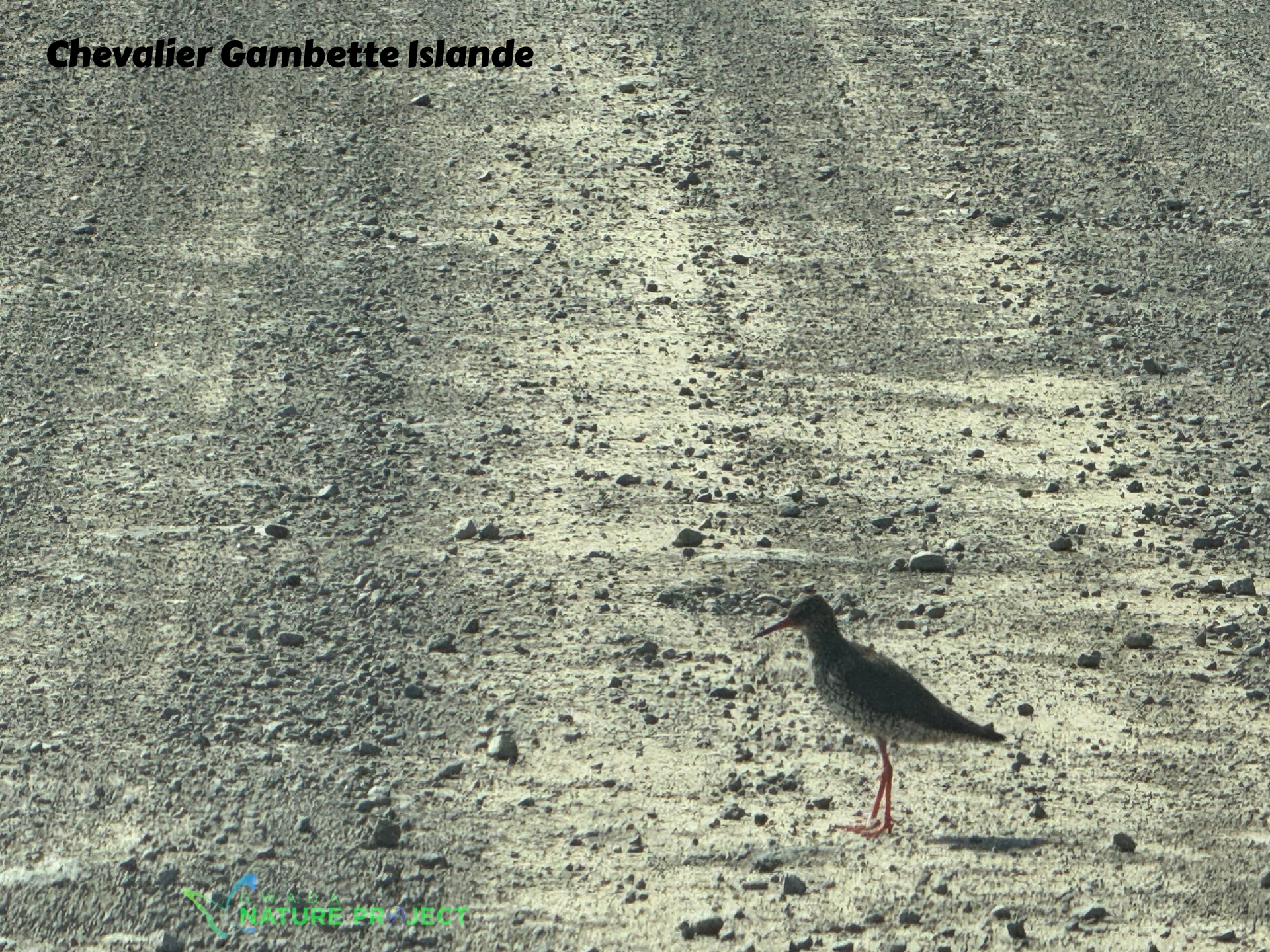 chevalier gambette, Islande, Evasion, voyage