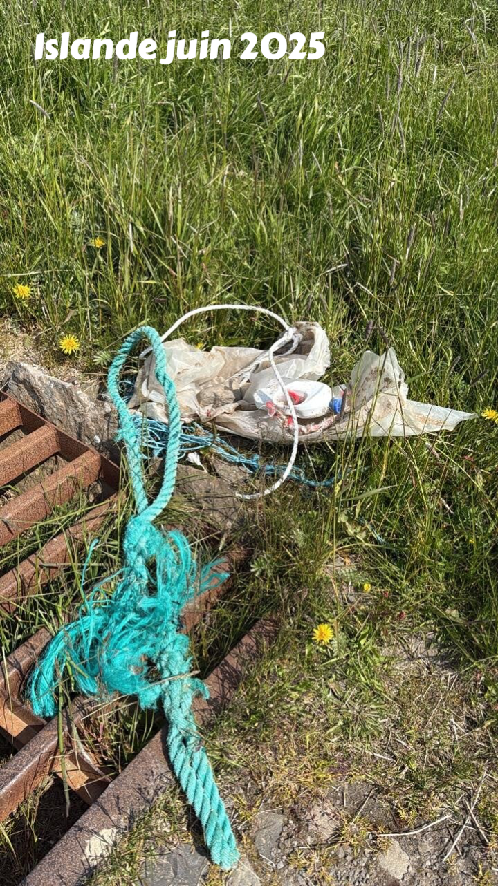 ramassage des dechets, protection des mangroves, protection de l'environnement