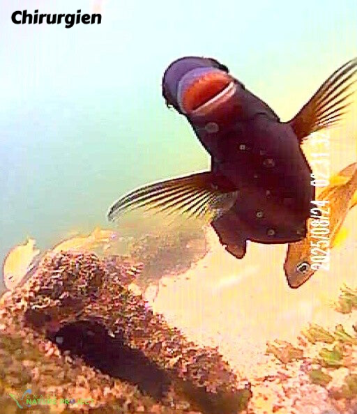 poisson chirurgien, faune et flore Petit Cul de Sac Marin, Faune et Flore Guadeloupe