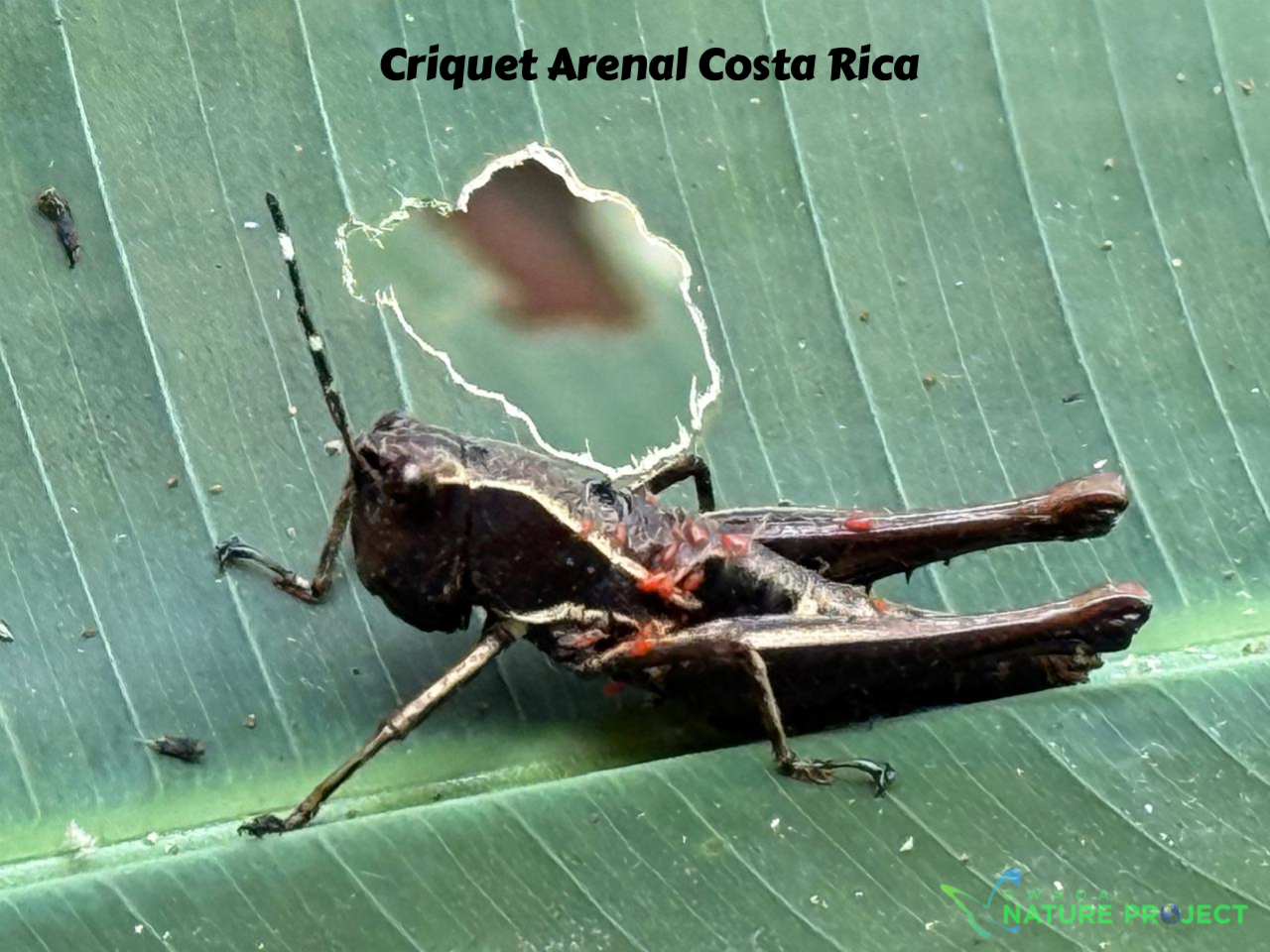 Criquet wildlife CostaRica Pura Vida Puntarenas