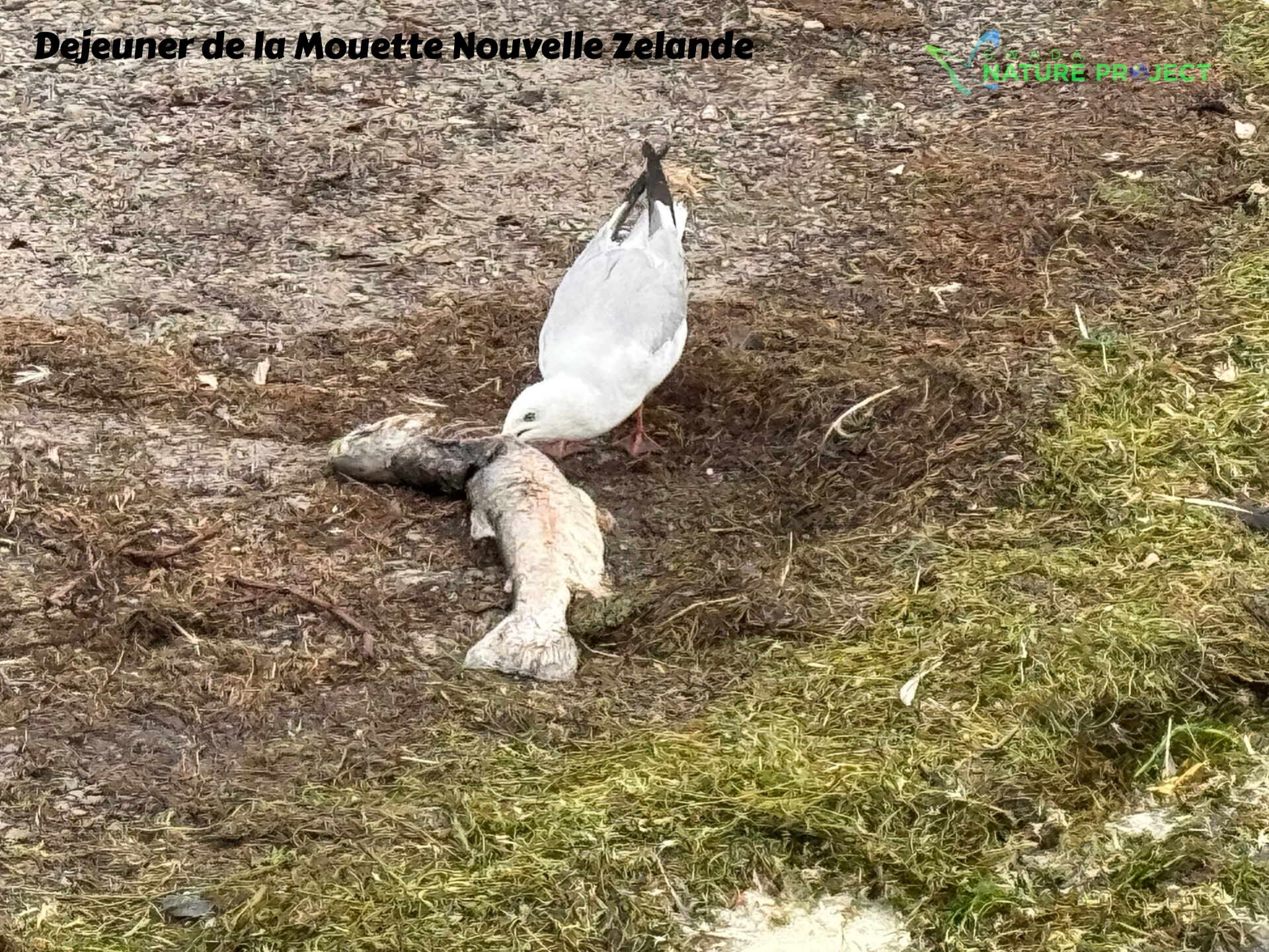 mouette,Nouvelle Zelande,voyage, evasion