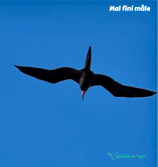 mal fini, fregate, faune et flore Petit Cul de Sac Marin, Faune et Flore Guadeloupe