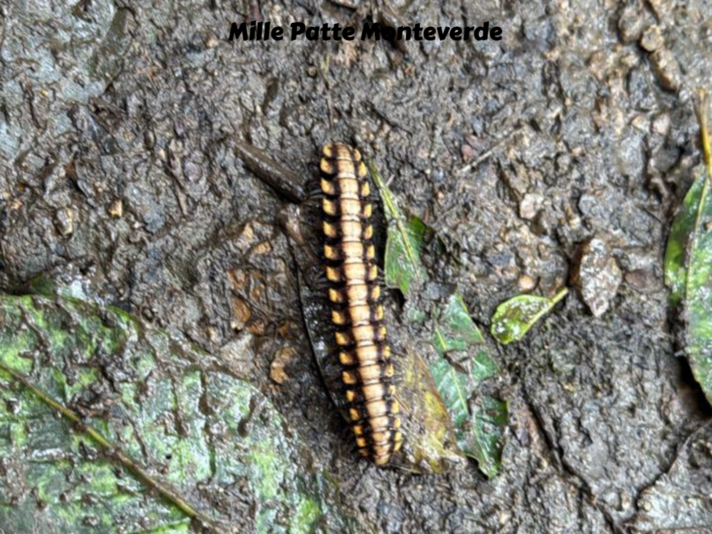insectes wildlife CostaRica Pura Vida Monteverde
