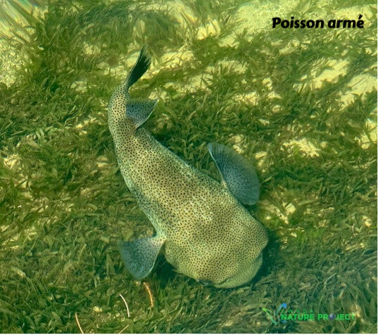 poisson armé, diodon, faune et flore Petit Cul de Sac Marin, Faune et Flore Guadeloupe