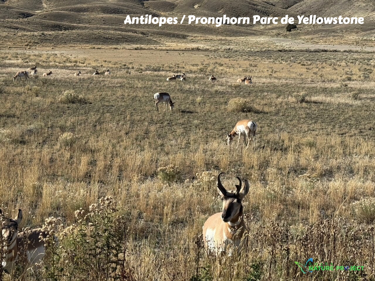 wildlife Yellowstone Antilopes Pronghorn