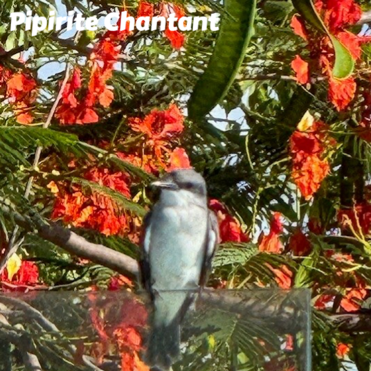pipirite, tyran gris, faune et flore Petit Cul de Sac Marin, Faune et Flore Guadeloupe