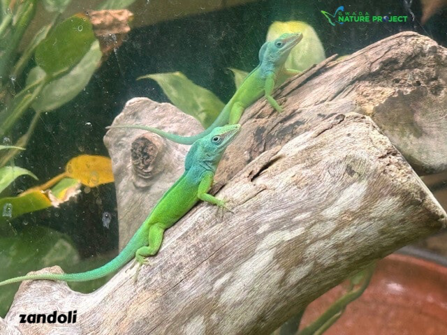 anoli, zandoli, faune et flore Petit Cul de Sac Marin, Faune et Flore Guadeloupe